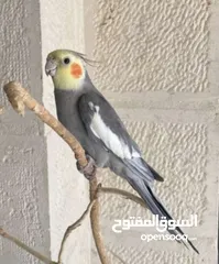  2 لوري و كروان الفين للبيع اربد