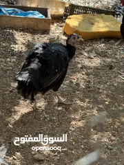 3 مجموعه طيور للبيع