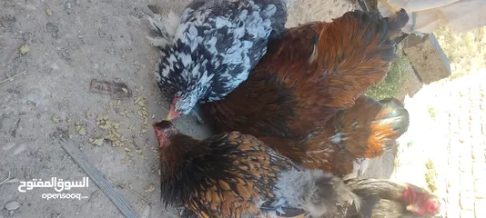  5 دجاج براهما
