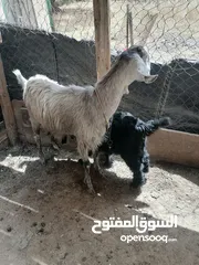  3 عنز راميه الحبات جديد وراها صخله حلب  سعر 250دينار