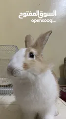  1 ارنب  عمرها خمس شهور