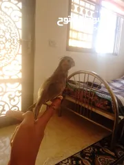  13 ببغاء كوكتيل اليف جدنننننن