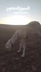  4 ناقه ضحيه طيبه ام ثاني
