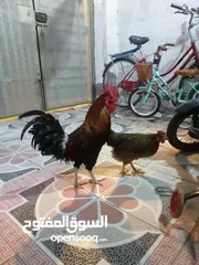  2 دجاجة وديج شمسي خشنات صاحيات مال بيت السعر 50
