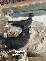  7 جواز حمام للبيع كوم