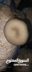  18 فطر محاري بلدي