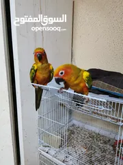  2 pets Birds