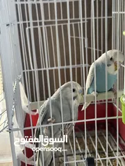  1 طيور حب جوز شبه شغال