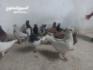  1 حمام مالطي جامبو البيع كوم بسعر حرق