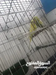  1 جوز حب معهم 4افراخ