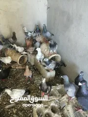  9 طيور حمام جواز نخب للبيع