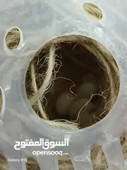  3 متاح جوز جنه شغالات ٪100