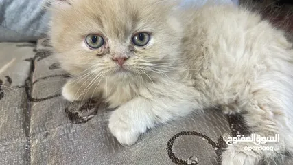  1 قطط للبيع ريتاي