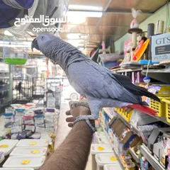  2 بفضل الله متاح ببغاء كاسكو متكلم اليف مع الصغير قبل الكبير