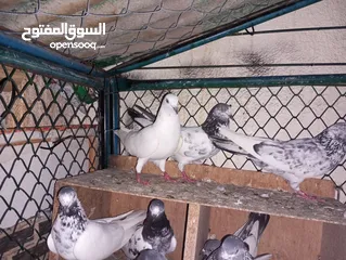  4 Pakistani pigeons highflyers