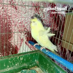  1 جواز حب مشكله