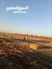  3 بالات تبن قمح للبيع