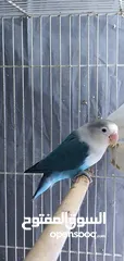  5 fischer lovebird breeder pair