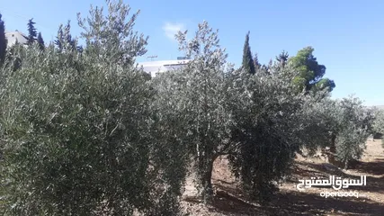  8 بيت مستقل للبيع