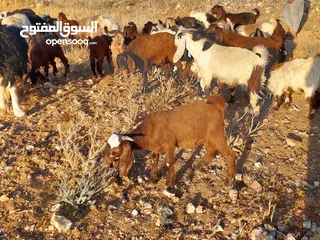  1 جديان للبيع