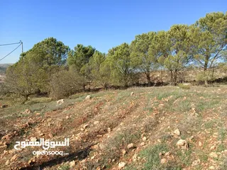  3 مزرعه  للبيع ..منطقه مرتفعه..وماله.. مشجره...تحتوي 2 بير ماء...مزرعة دواجن 5 آلاف طير...مخدومه كهربا