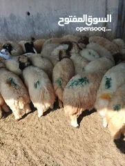  7 ذبيح للبيع طيبه سمان عزيمه ثلاجه خرفان طيبة هرفي جذع وتساب اتصال لتوصيل جميع مناطق قطر سوري بلدي