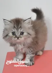  6 سكوتش بيور 100%