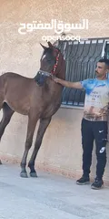  2 مهر عربي اصيل