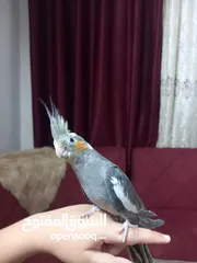  1 ببغاء كوكتيل اليف جدا جدا بطلع عالايد ومابعض بالمره شوف الفيديو 20