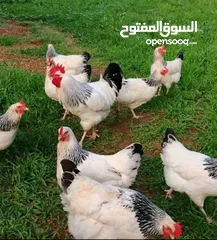  12 بيض مخصب وصيصان دجاج سلالات