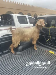  1 شاه صغيره سن