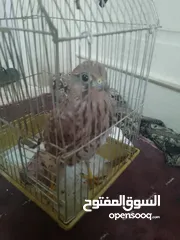  1 فرخ صقيري حر للبيع
