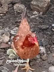  6 دجاجتين عرب صحه خير من الله مال بيت  