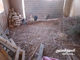  3 دجاج فيومي وبلدي للبيع