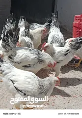  1 فرخات نخب سايكس عمر خمس اشهر ونصف ودجاج احمر سلالة محترمة  بياض بغزارة