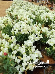  10 زهور نباتات