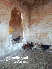  2 دجاج نخب اقرأ الوصف