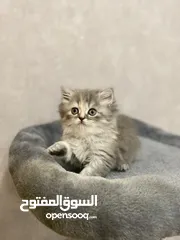  4 قطة شيرازي Persian cat