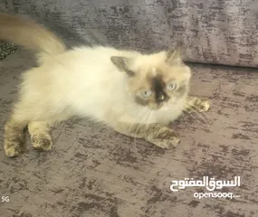  3 قط سيامي للبيع