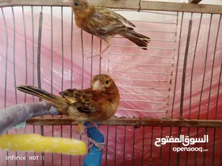  5 جوز كناري نحاسي كرزي مع فراخه و ثلاثة حبات مخاليف عمر شهرين ونص