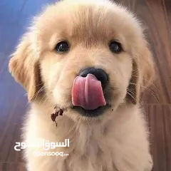  2 جولدن ريتريفر بريطاني أصلي Golden retriever pure