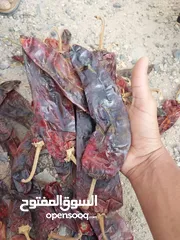  22 نوفر لكم بن وبهارات وغيرها