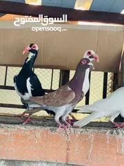  4 حمام انواع نخب اول معاكيف وبغدادي وابلق
