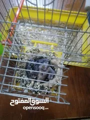  1 جواز كنار للبيع