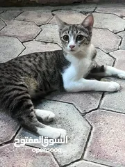  22 أربع قطط مكس شيرازي عماني