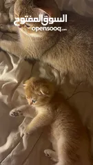  12 قولدن سكوتش فولد golden scottish fold