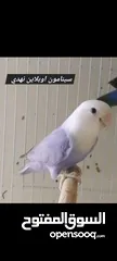  5 فراخ روز طفرات مميزة للزق اليدوي أقرا التفاصيل/ كوكتيل حب جرين شيك اليف جوز فحل طيرة فرخ هدد زق يدوي