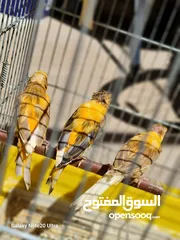  7 كنار مخليف بيع فردي او جماعي
