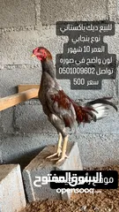  1 خالي من أمراض