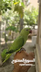  1 للبيع متو اخضر اليف ومتعلم وما يعض  إنتاج البحرين ويصلح للأطفال  ياكل بروحه